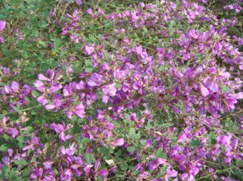 新采胡枝子种子林木随军茶护坡灌木绿植绿化花卉园艺绿肥