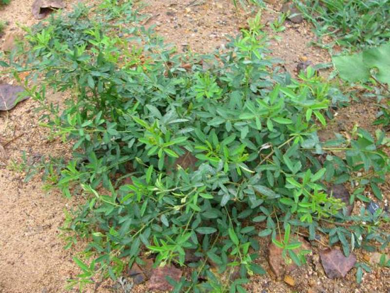 新采胡枝子种子林木随军茶护坡灌木绿植绿化花卉园艺绿肥