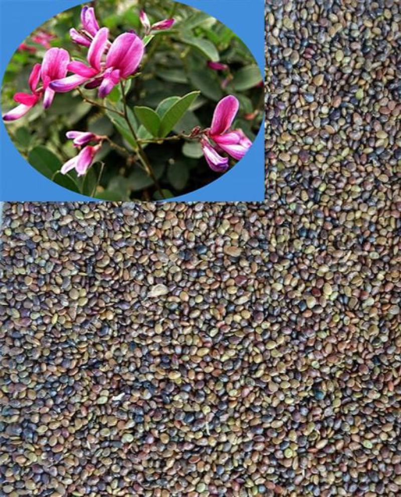 新采胡枝子种子林木随军茶护坡灌木绿植绿化花卉园艺绿肥