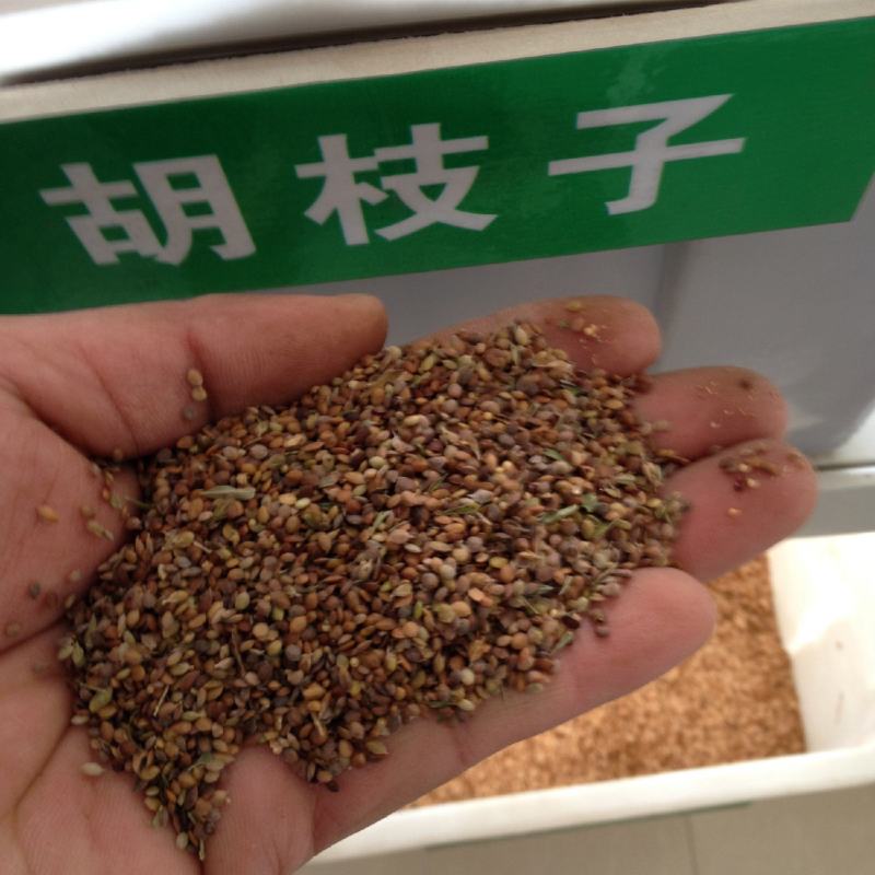 新采胡枝子种子林木随军茶护坡灌木绿植绿化花卉园艺绿肥