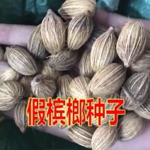 假槟榔种子热带树种子胭脂树冻子椰布迪椰子木鳖子木鳖果木鳖