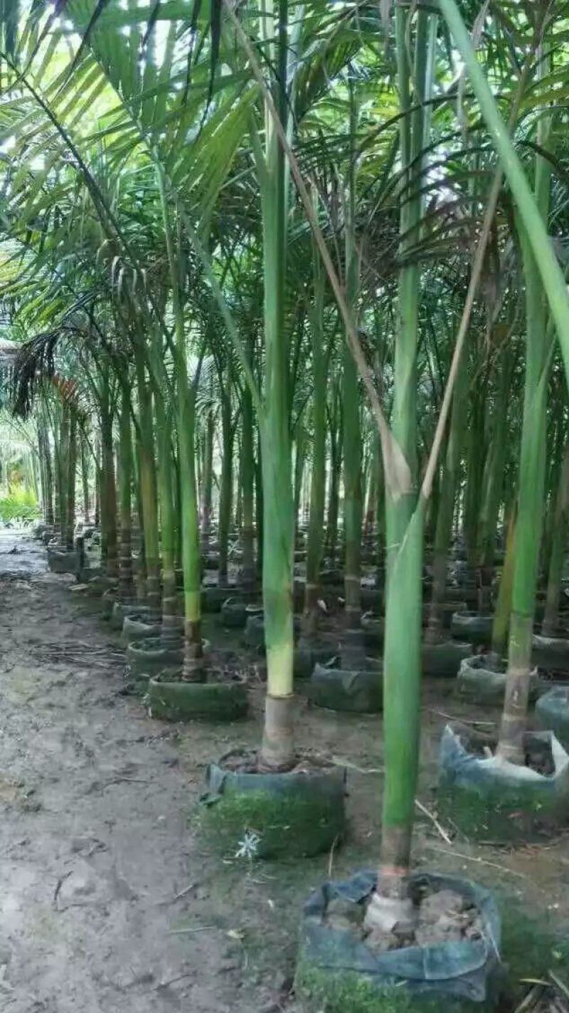 假槟榔种子热带树种子胭脂树冻子椰布迪椰子木鳖子木鳖果木鳖