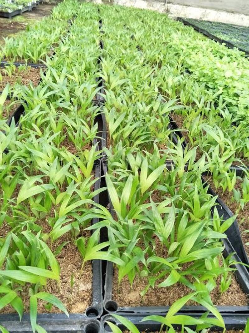 假槟榔种子热带树种子胭脂树冻子椰布迪椰子木鳖子木鳖果木鳖