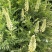 供应优质材苦豆子苦豆子种子正品葫芦巴种子量大从优抗旱