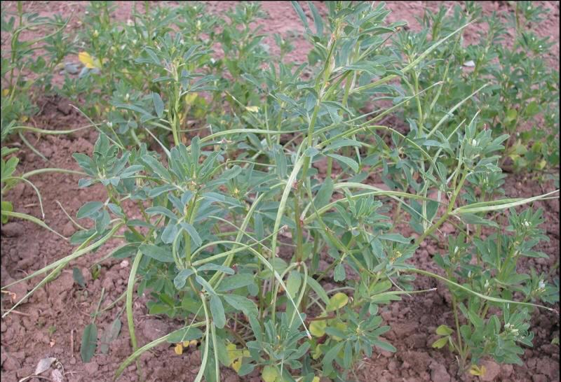 供应优质材苦豆子苦豆子种子正品葫芦巴种子量大从优抗旱