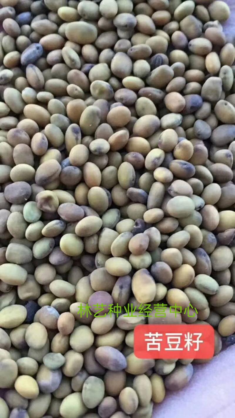 供应优质材苦豆子苦豆子种子正品葫芦巴种子量大从优抗旱