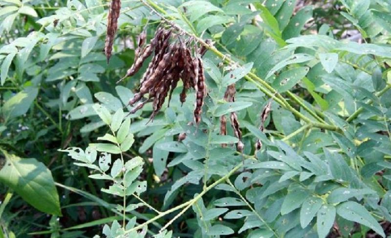 供应优质材苦豆子苦豆子种子正品葫芦巴种子量大从优抗旱