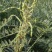 供应优质材苦豆子苦豆子种子正品葫芦巴种子量大从优抗旱