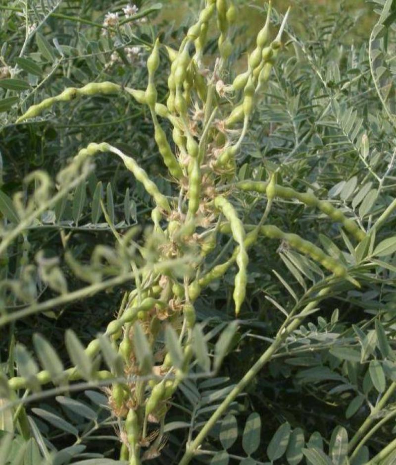 供应优质材苦豆子苦豆子种子正品葫芦巴种子量大从优抗旱