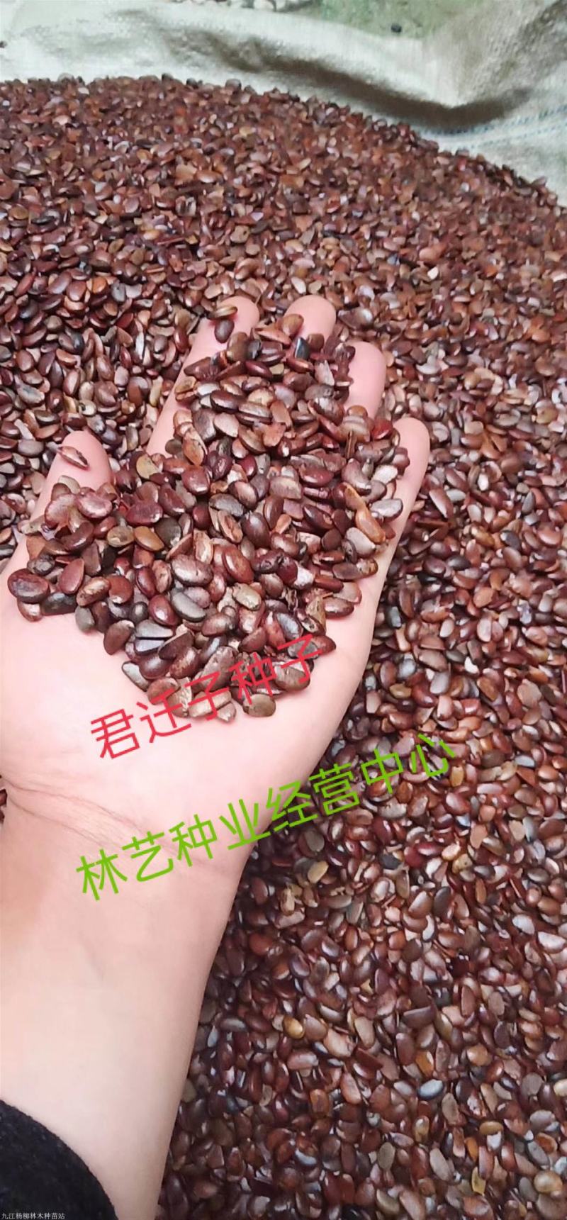 君迁子种子软枣种子野柿子种子黑枣圆枣猕猴梨柿树种子