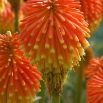 花海专用草籽火炬花种子火炬花别名红火棒火把莲种籽四季可播