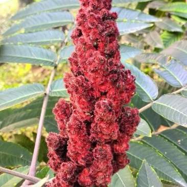 林木种子火炬树种子四季常青又名鹿角漆火炬漆种子