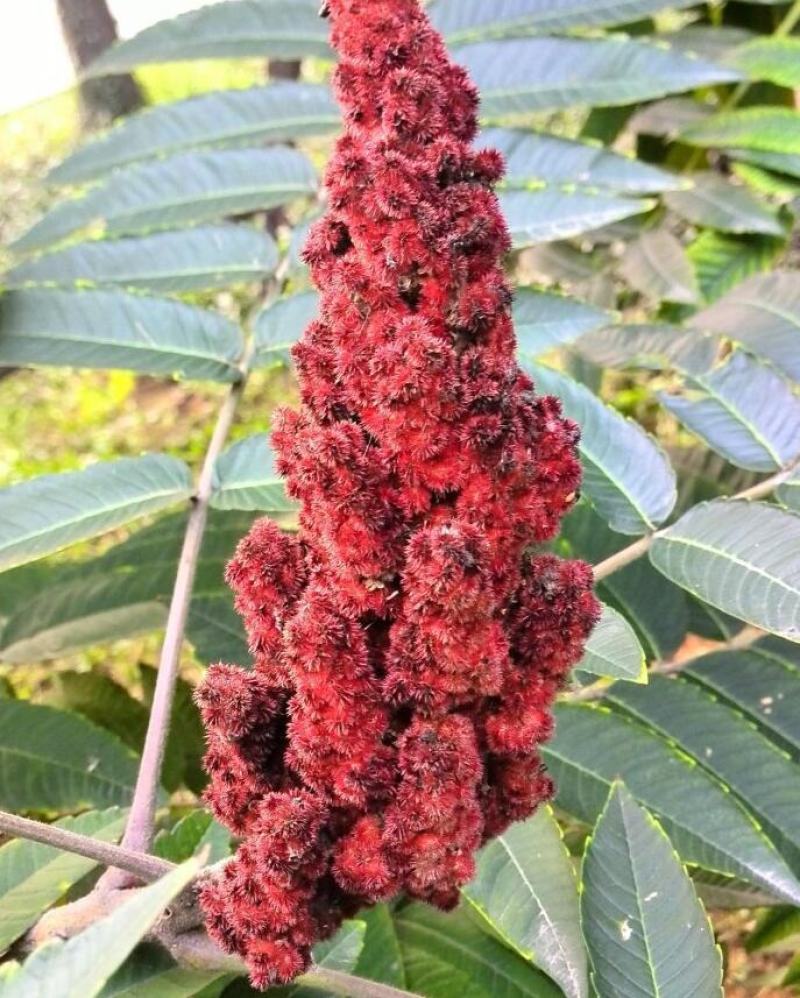 林木种子火炬树种子四季常青又名鹿角漆火炬漆种子