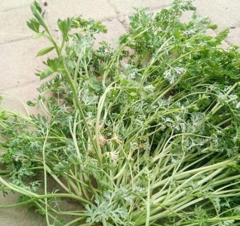 苦地丁种子河北地产地丁草紫花草中药材绿化花卉种子