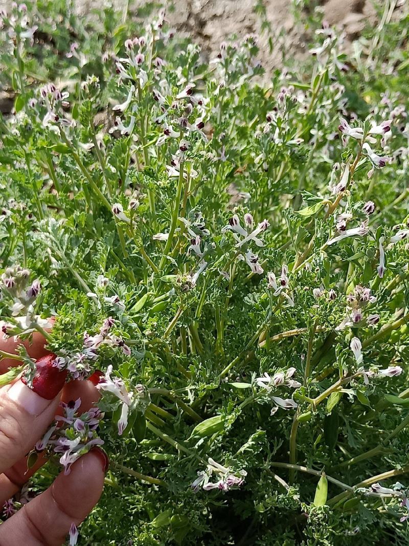 苦地丁种子河北地产地丁草紫花草中药材绿化花卉种子
