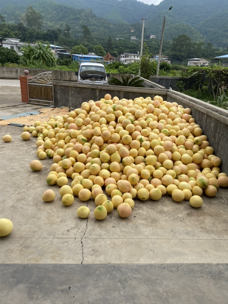 广东梅州产地直供红心三红白肉蜜50斤1/袋