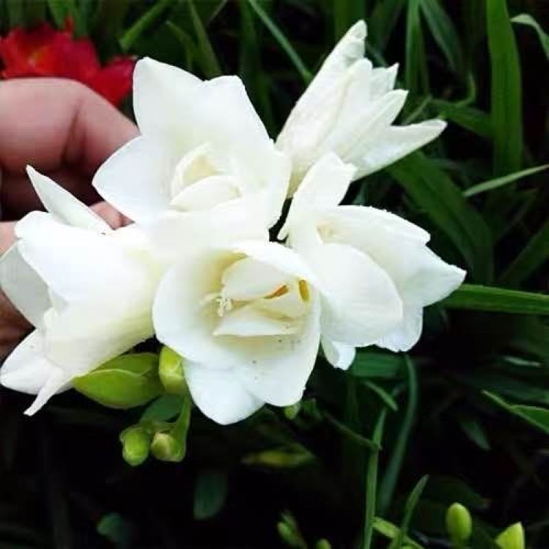 进口香雪兰种球重瓣香雪兰浓香花卉好养易活小苍兰盆栽地栽可
