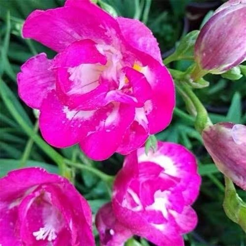 进口香雪兰种球重瓣香雪兰浓香花卉好养易活小苍兰盆栽地栽可