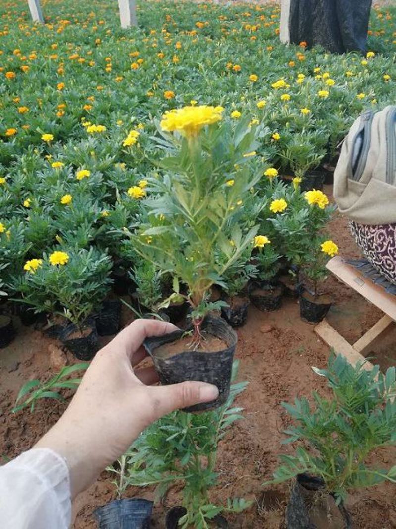孔雀草花苗盆栽阳台庭院万寿菊园林绿化花卉带花