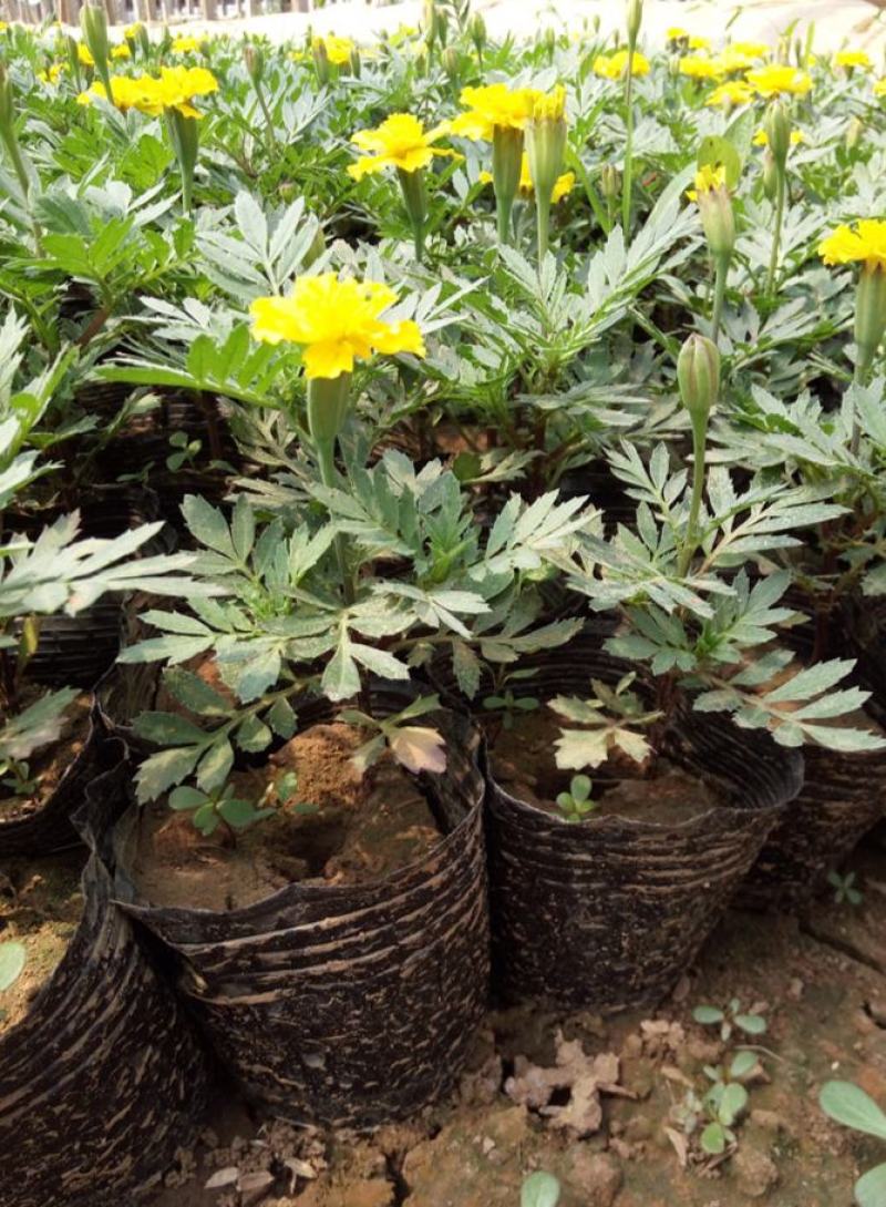 孔雀草花苗盆栽阳台庭院万寿菊园林绿化花卉带花