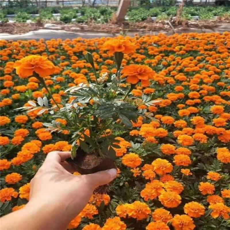 孔雀草花苗盆栽阳台庭院万寿菊园林绿化花卉带花