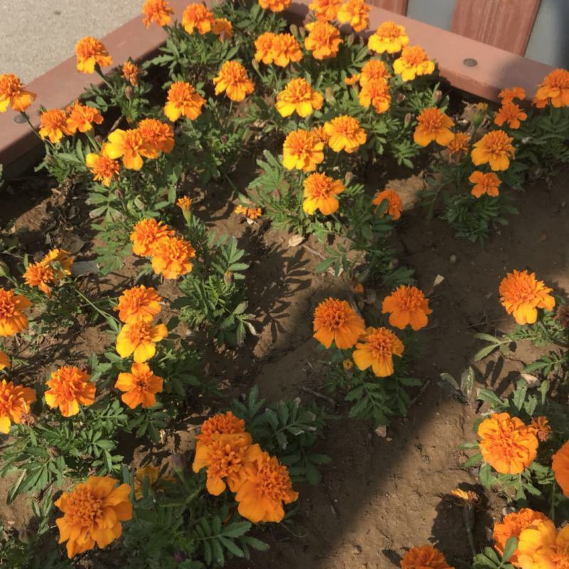 孔雀草花苗盆栽阳台庭院万寿菊园林绿化花卉带花