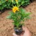 孔雀草花苗盆栽阳台庭院万寿菊园林绿化花卉带花