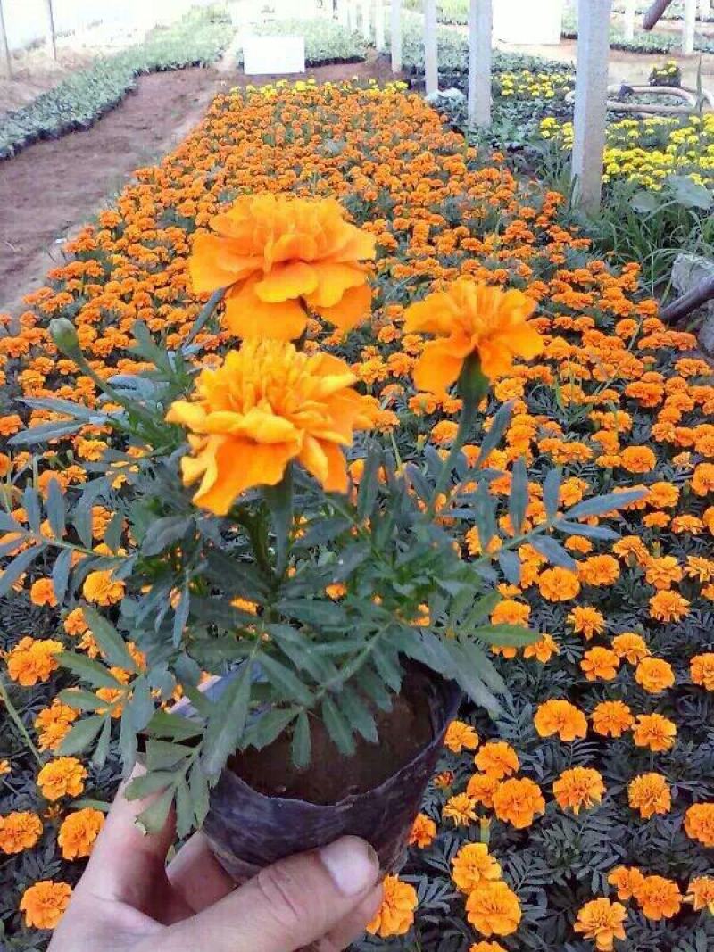 孔雀草花苗盆栽阳台庭院万寿菊园林绿化花卉带花