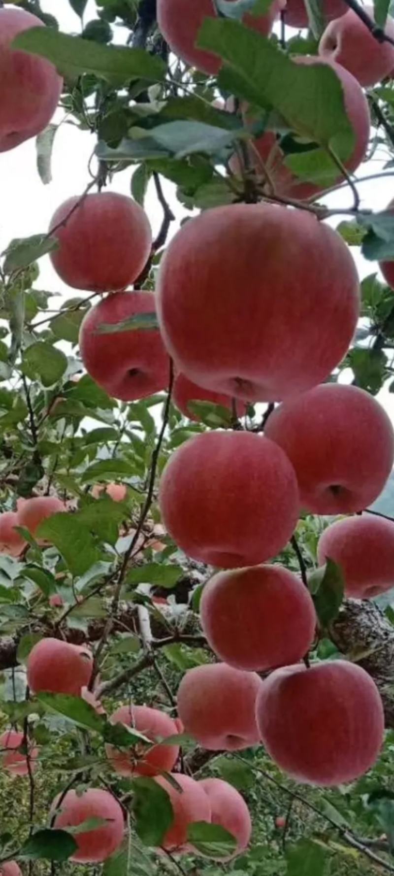 辽宁营口纯山地红富士苹果