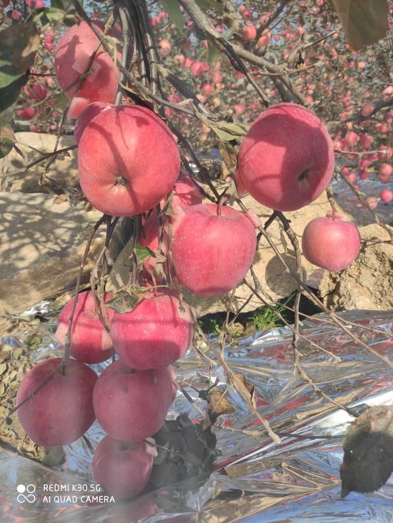 辽宁营口纯山地红富士苹果