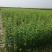自家苗圃西梅李李子苗，糖份可达24个以上，栽植第三年挂果