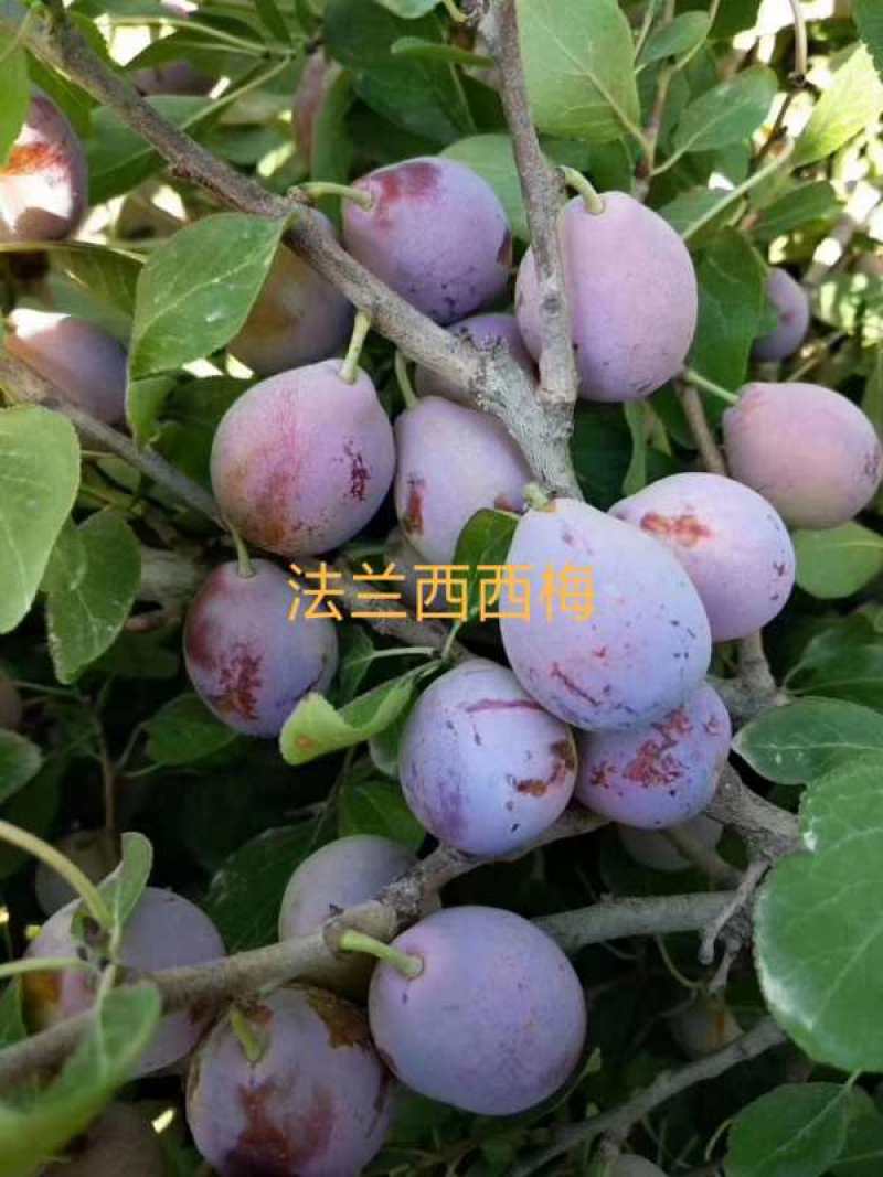 自家苗圃西梅李李子苗，糖份可达24个以上，栽植第三年挂果