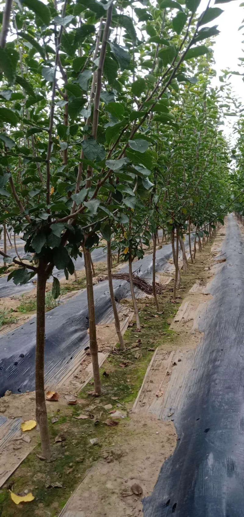 自家苗圃西梅李李子苗，糖份可达24个以上，栽植第三年挂果