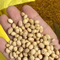 湖北优质大豆，做豆腐专用，浆水好，口感好，豆腐白，蛋白豆