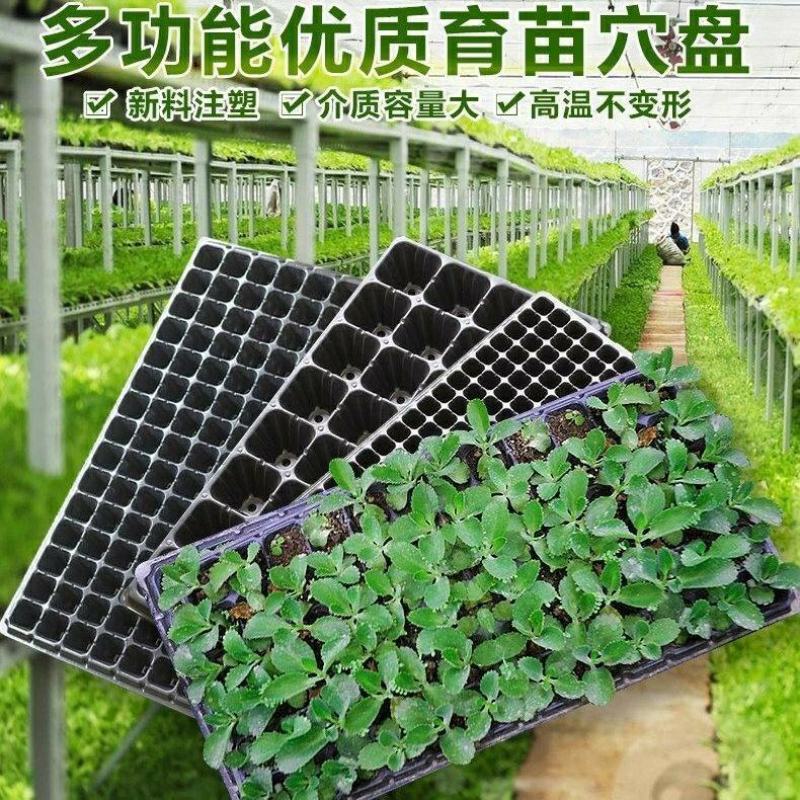 穴盘营养盘多肉芽菜种植盘育苗神器平盘加厚耐老化反复使