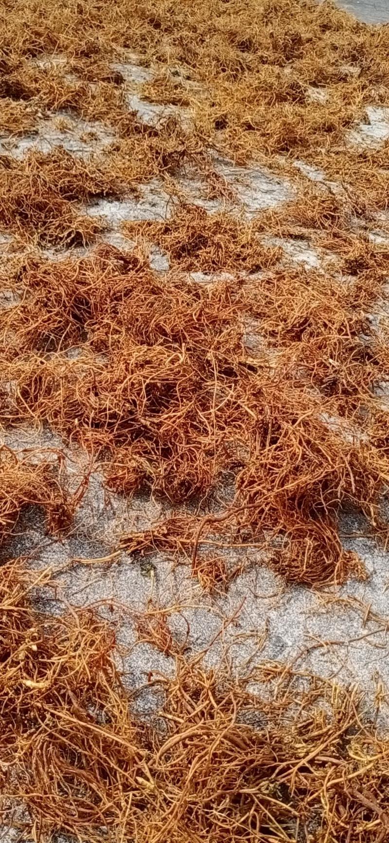 贵州本地野生龙胆草根，水洗龙胆草根，味苦货干欢迎订购