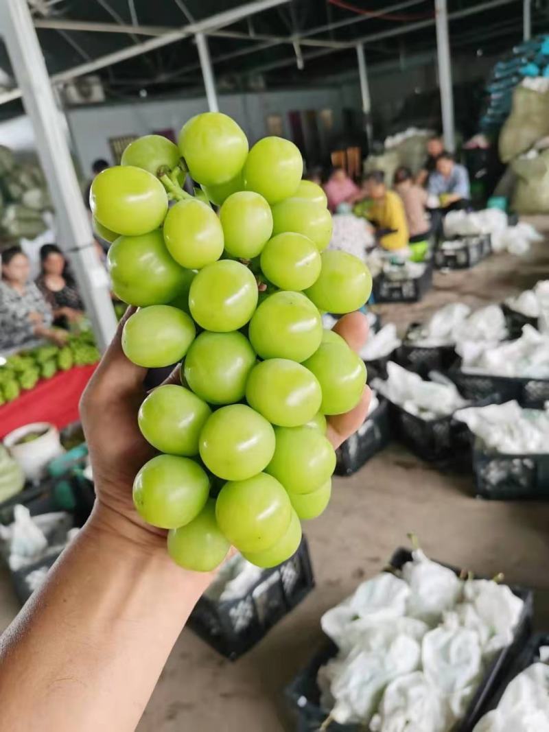 【精品推荐】陕西阳光玫瑰葡萄万亩果园大量有货欢迎合作
