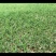 果岭草混播（矮生百慕大+多年生黑麦草混播）开始出售