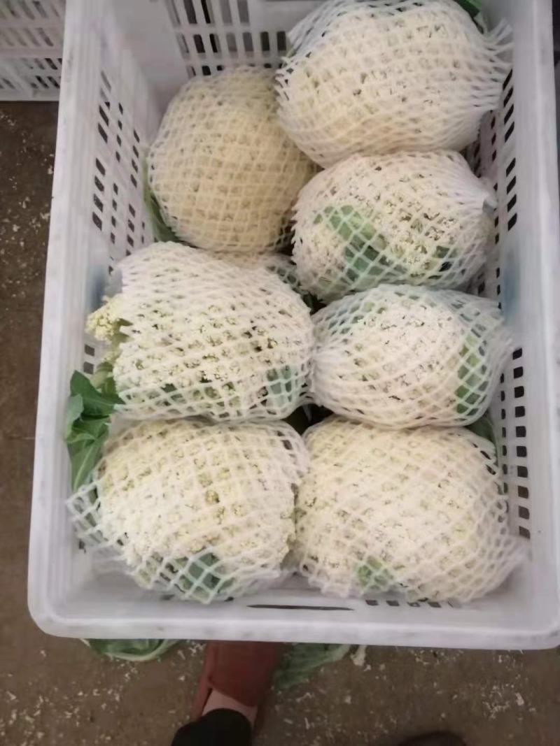 河北邯郸有机花，花白，个头大小均匀，欢迎全国商超合作