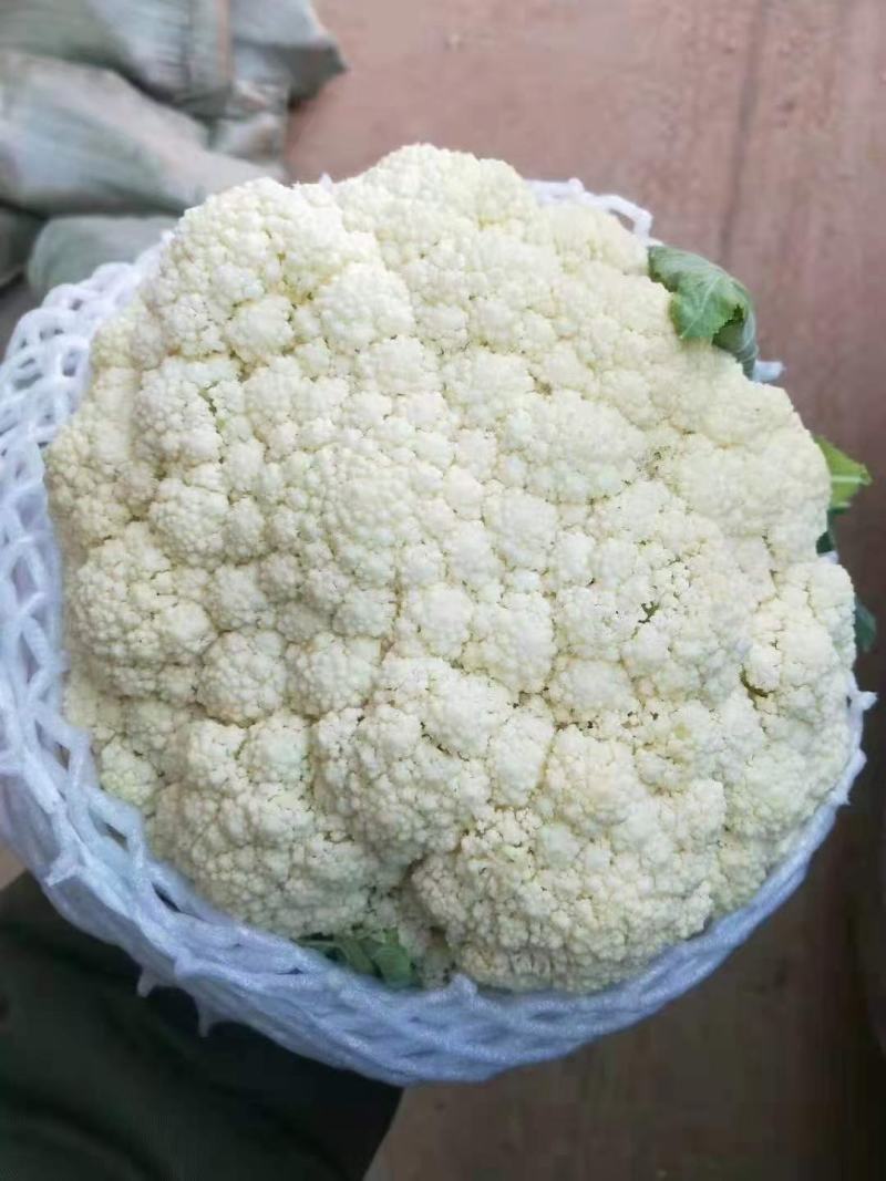 河北邯郸有机花，花白，个头大小均匀，欢迎全国商超合作