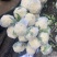 河北邯郸有机花，花白，个头大小均匀，欢迎全国商超合作
