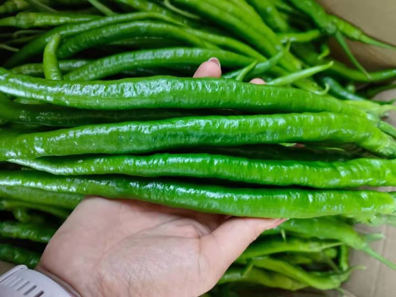 【冰点价】商丘精品鲜辣椒线椒细长条硬度好现场挑货满意为止