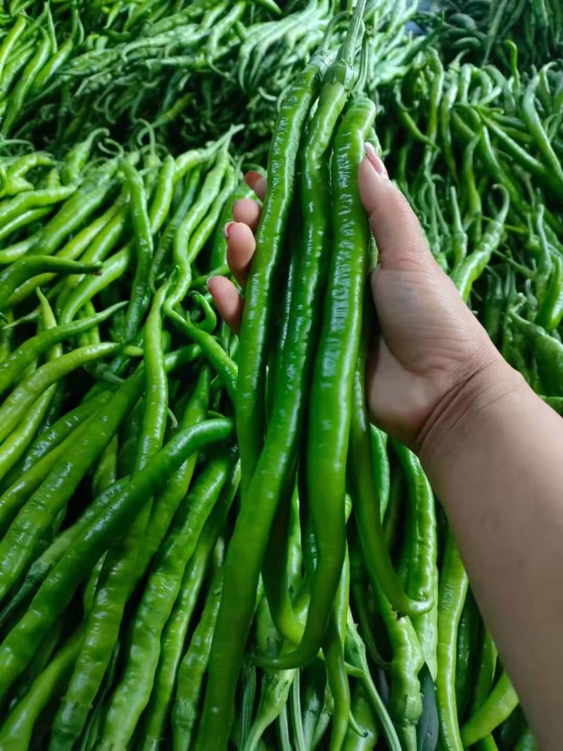 【冰点价】商丘精品鲜辣椒线椒细长条硬度好现场挑货满意为止