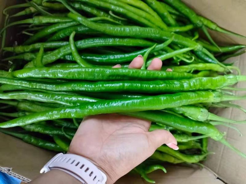 【冰点价】商丘精品鲜辣椒线椒细长条硬度好现场挑货满意为止