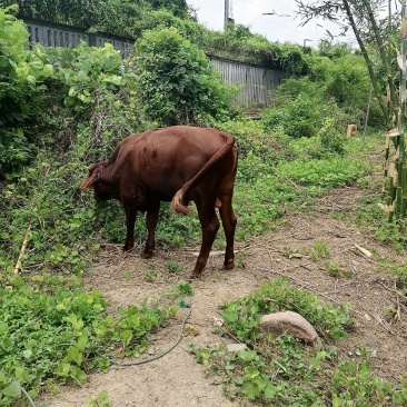 小黄牛