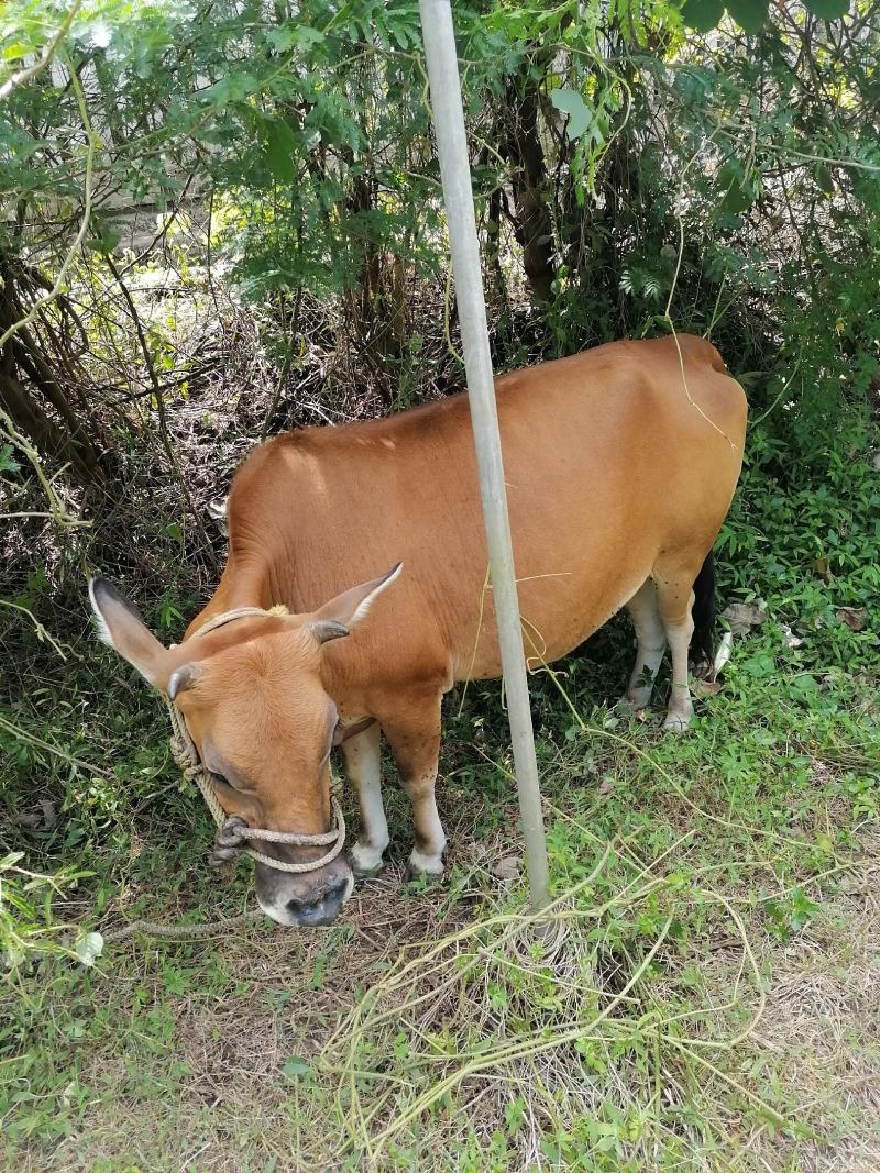 小黄牛