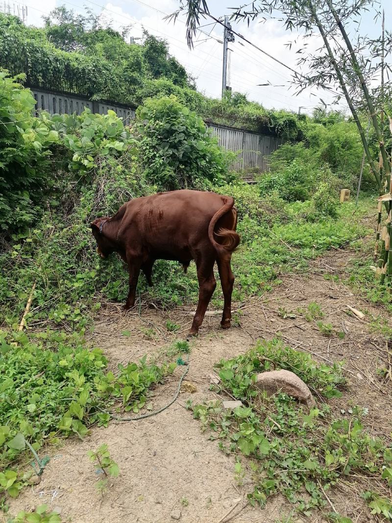 小黄牛