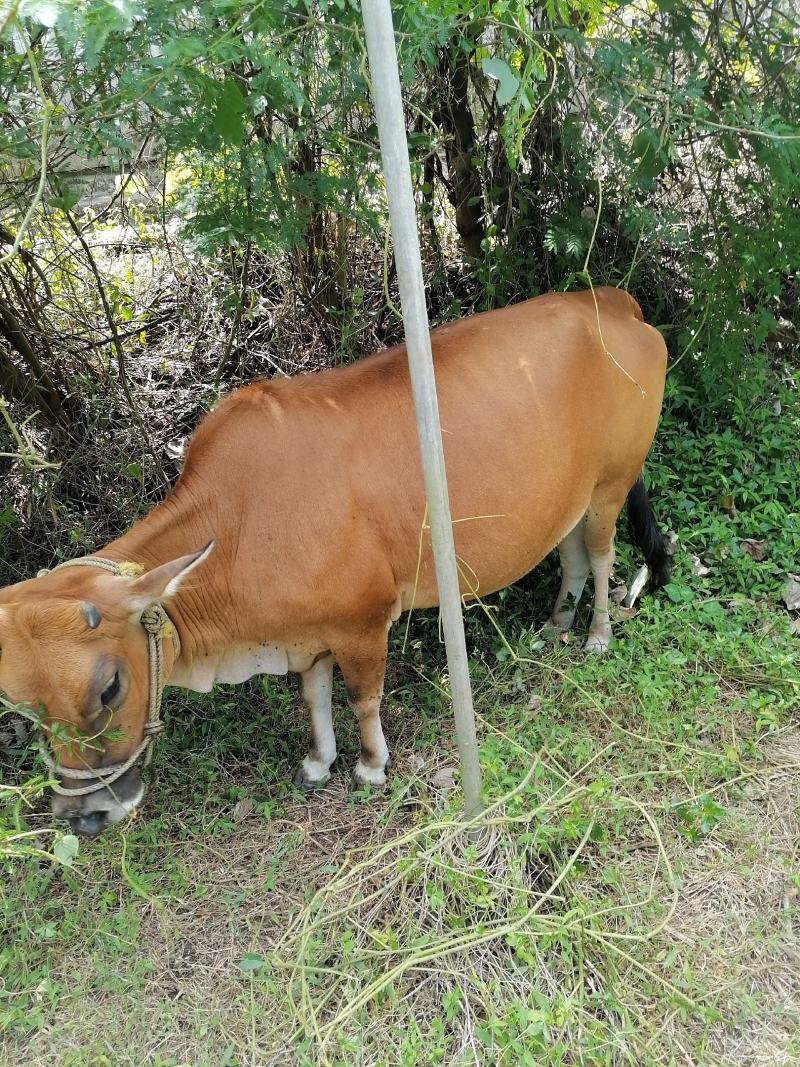 小黄牛