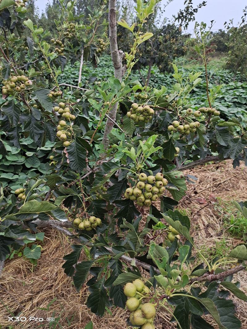 山楂
