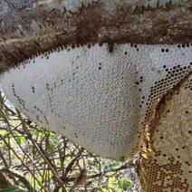 纯野生排蜂土蜂蜜。